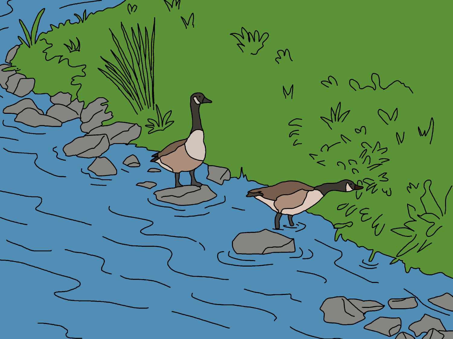 Two Canada geese standing on rocks in a shallow stream, surrounded by green vegetation and grey stones, in a cartoon illustration style